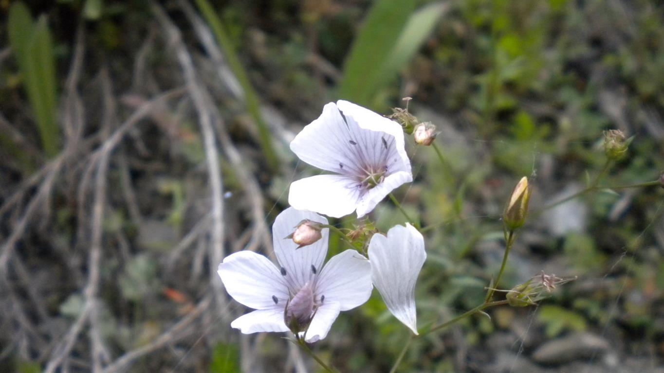 Valnonyey 04 - Linum tenuifolium